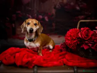 Miniature Dachshund dogs Lovely litter of 5 Miniature Dachshunds - Advert 1