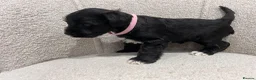 Miniature Schnauzer dogs for sale: Stunning KC reg black miniature schnauzer puppies - Advert 23