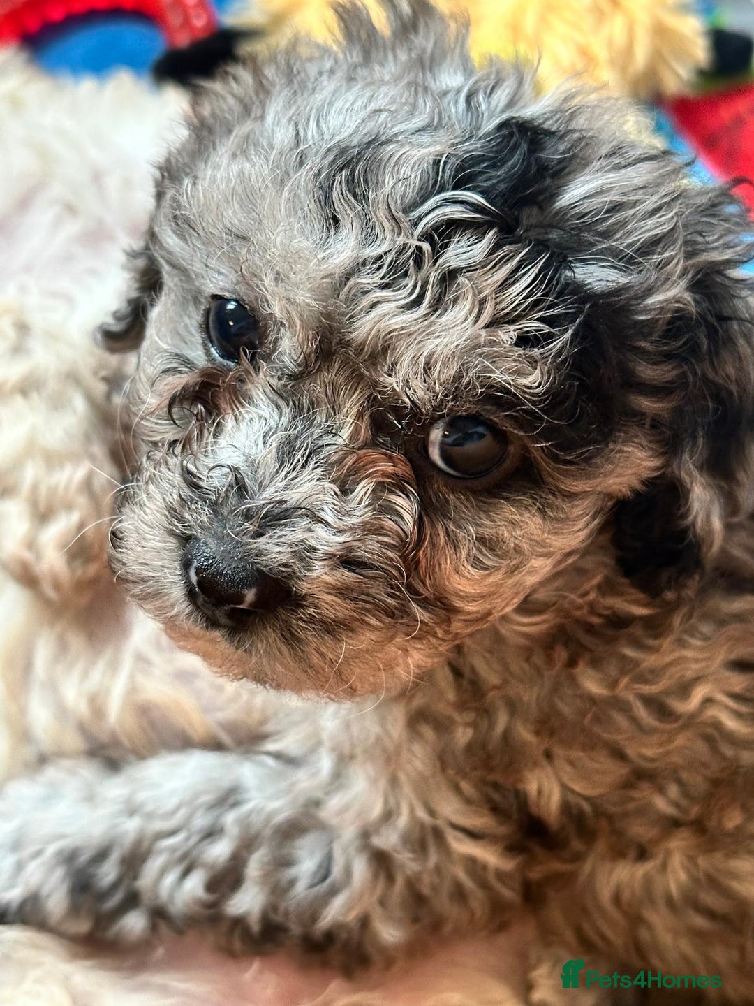 Mixed Breed dogs for sale: Gorgeous cavapoochon puppies - Advert 38