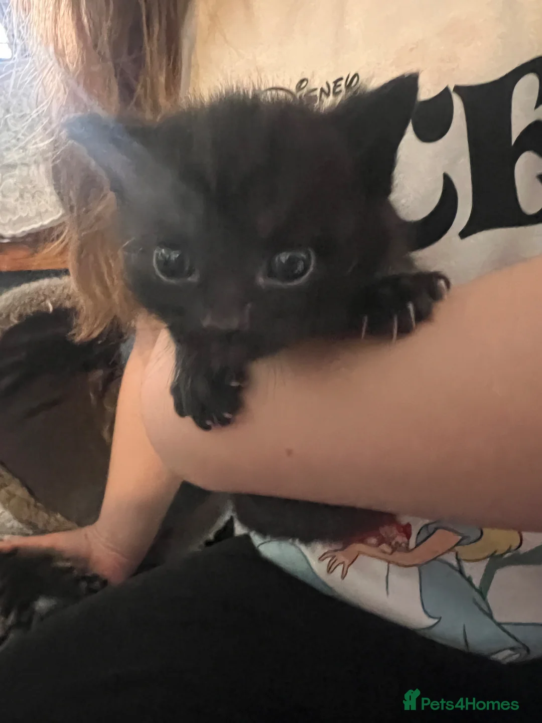 Mixed Breed cats for sale: Beautiful trio of Kittens - Advert 1