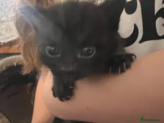 Mixed Breed cats Beautiful trio of Kittens - Advert 5