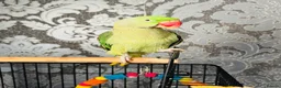 Parrots birds for sale: Alexandrine parrot  in Aylesbury - Advert 2