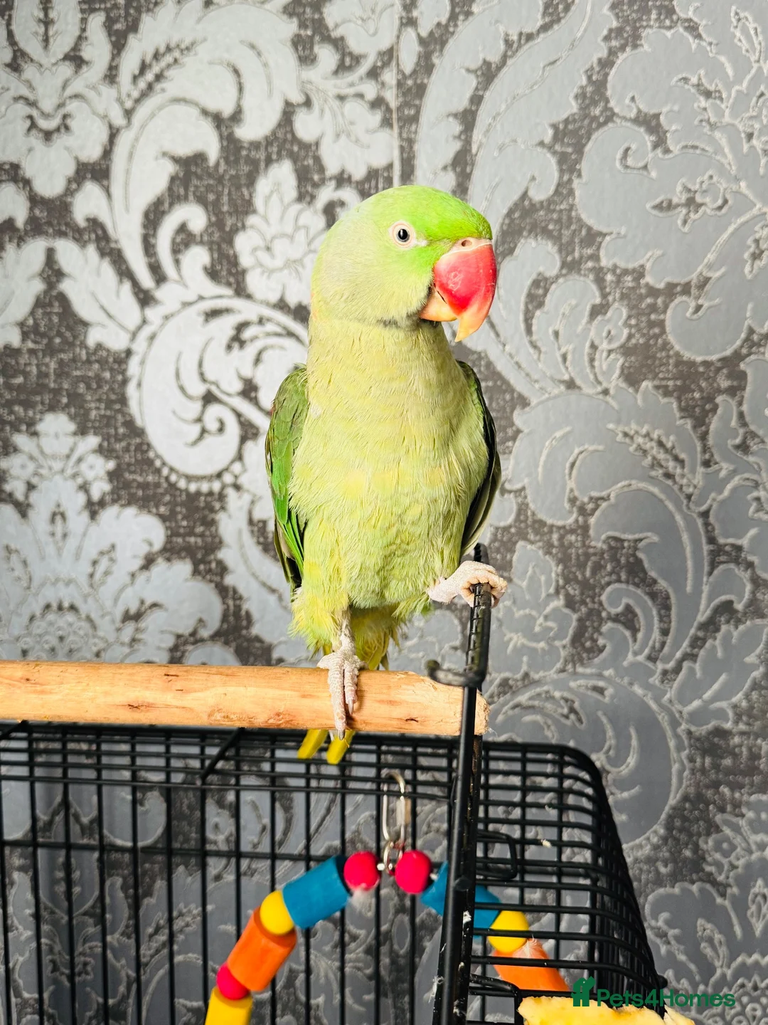 Parrots birds for sale: Alexandrine parrot  in Aylesbury - Advert 2