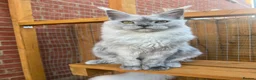 Maine Coon cats for sale: Kitten Maine Coon female black smoke  - Advert 2