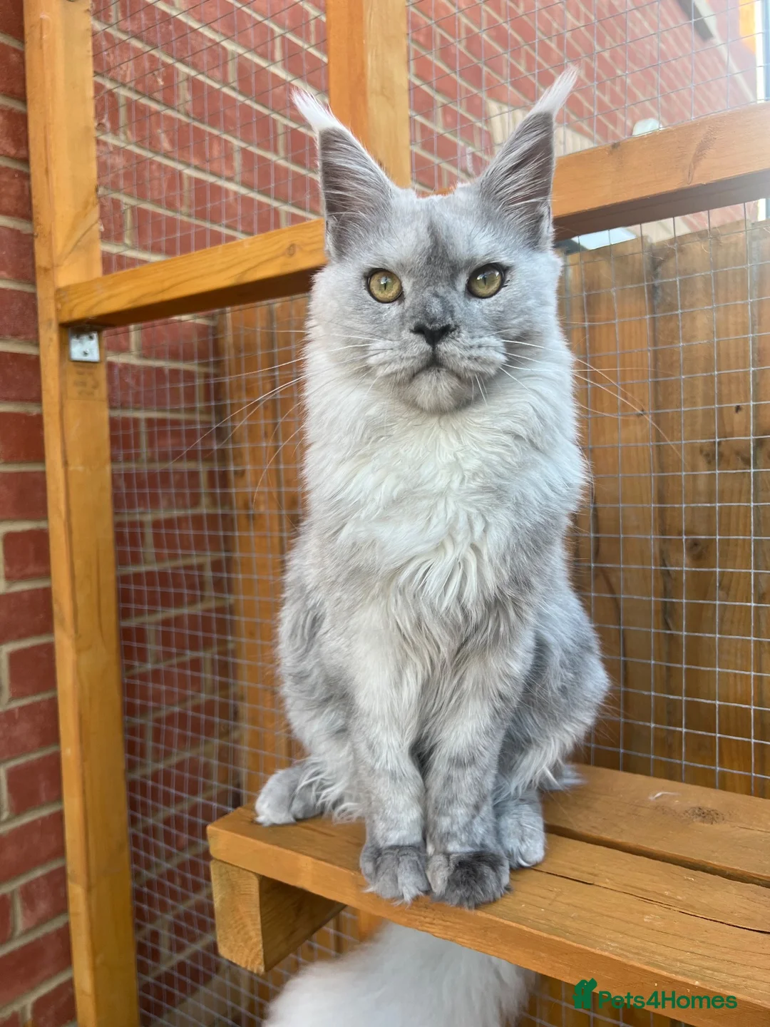 Maine Coon cats for sale: Kitten Maine Coon female black smoke  - Advert 2