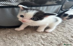 Mixed Breed cats for sale: REDUCED: 2 friendly kittens remain- regime 26/8/25 - Image 37