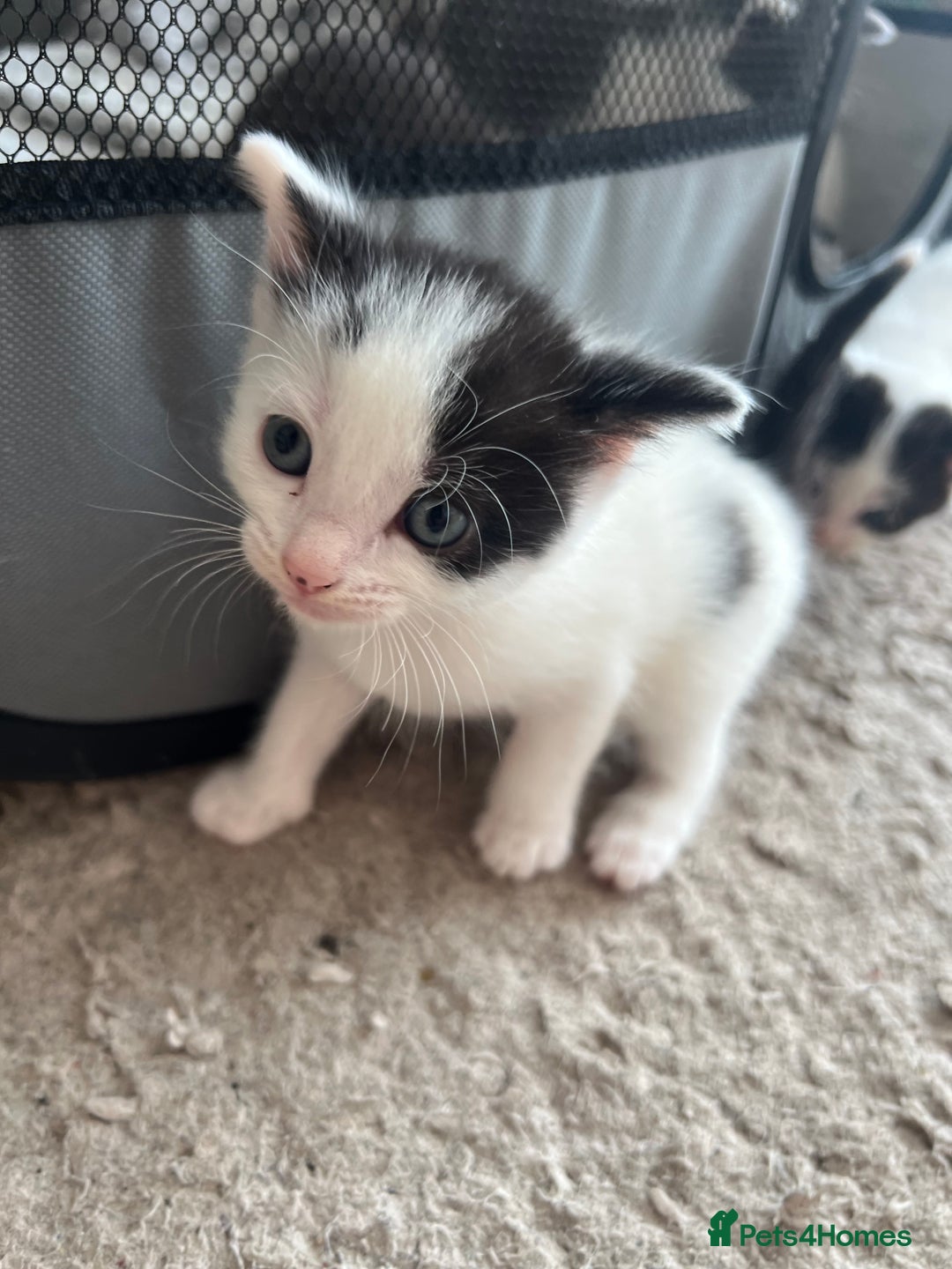 Mixed Breed cats for sale: REDUCED: 2 friendly kittens remain- regime 26/8/25 - Image 37