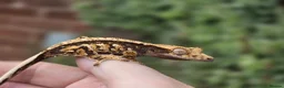 Gecko reptiles for sale: Various crested geckos - Advert 24