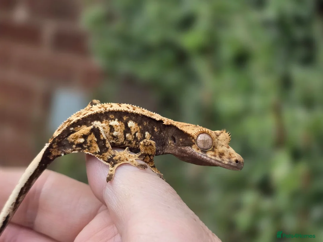 Gecko reptiles for sale: Various crested geckos - Advert 24