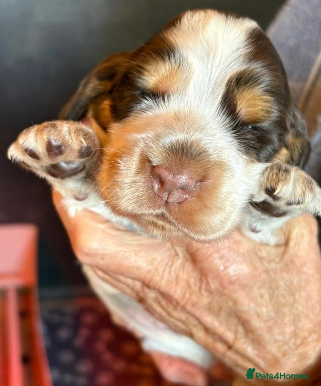 Cocker Spaniel dogs for sale: Show cocker spaniel pups  - Image 25