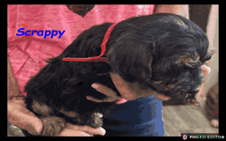 Mixed Breed dogs for sale: Beautiful Borderpoo Puppies – Ready 24th August - Image 18