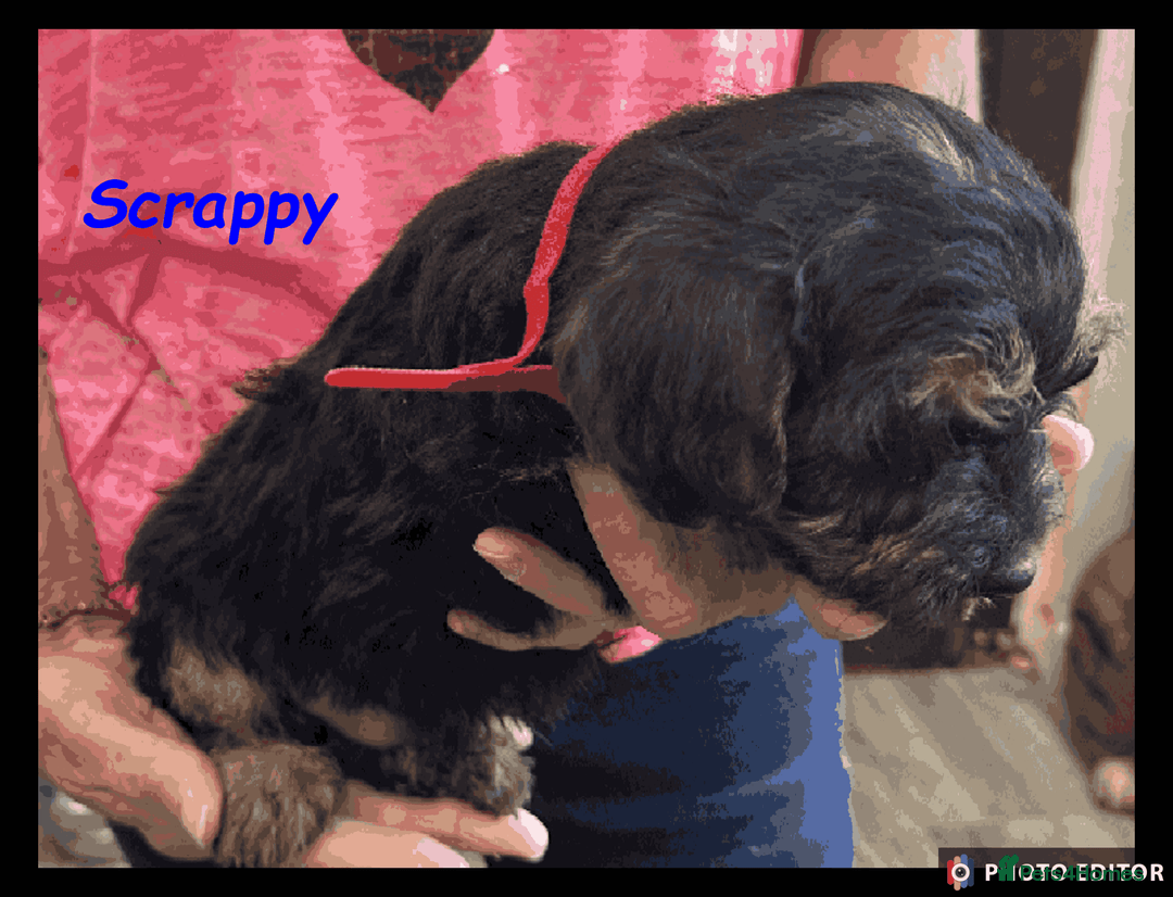 Mixed Breed dogs for sale: Beautiful Borderpoo Puppies – Ready 24th August - Image 18