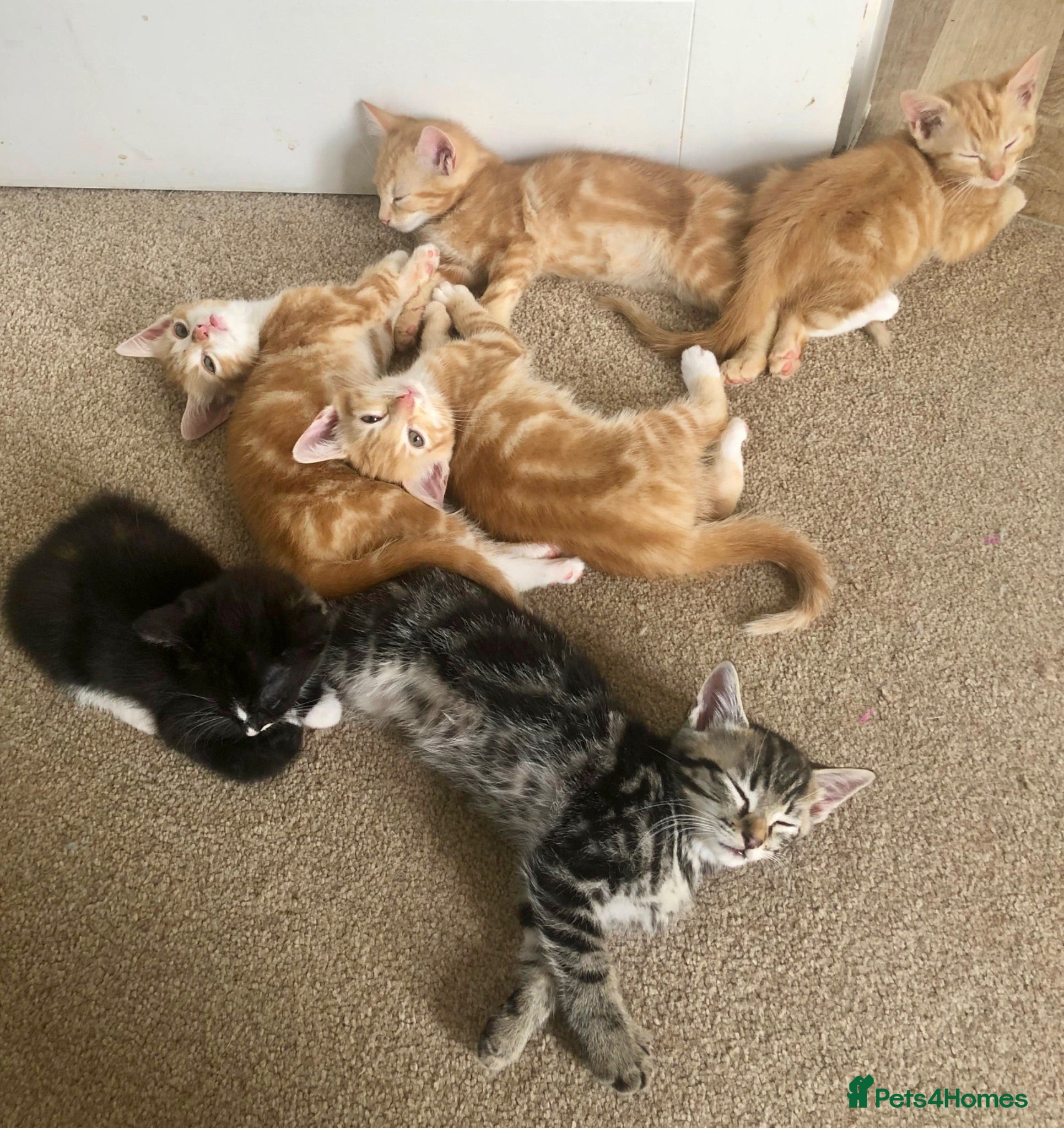 Mixed Breed cats Kittens for sale  - Advert 1