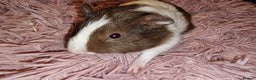Guinea Pig rodents for sale: 5 beautiful gineapigs 4 boys 1 girl available now - Advert 14