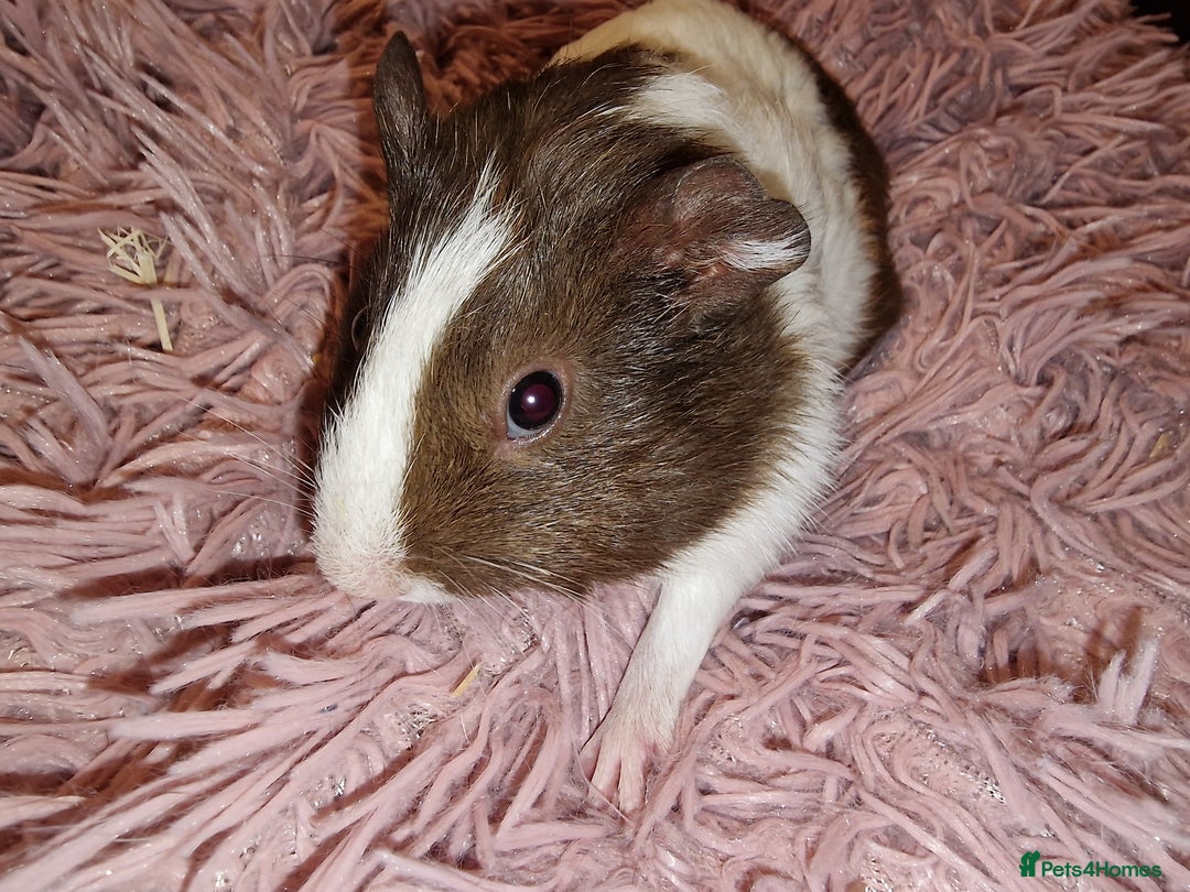 Guinea Pig rodents for sale: 5 beautiful gineapigs 4 boys 1 girl available now - Advert 14