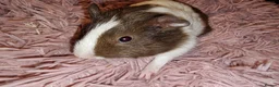 Guinea Pig rodents for sale:  beautiful gineapigs 4 boys available  - Advert 14