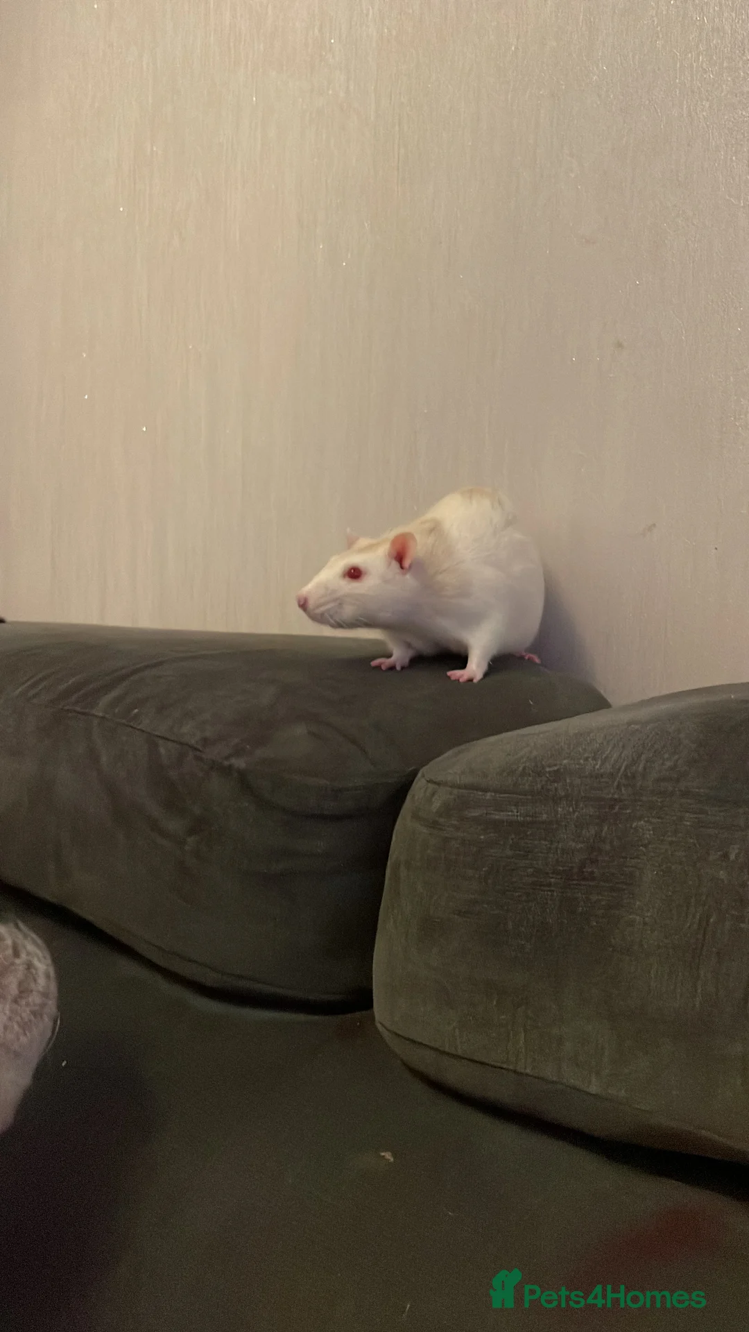 Rat rodents for sale: Rat babies  - Advert 2