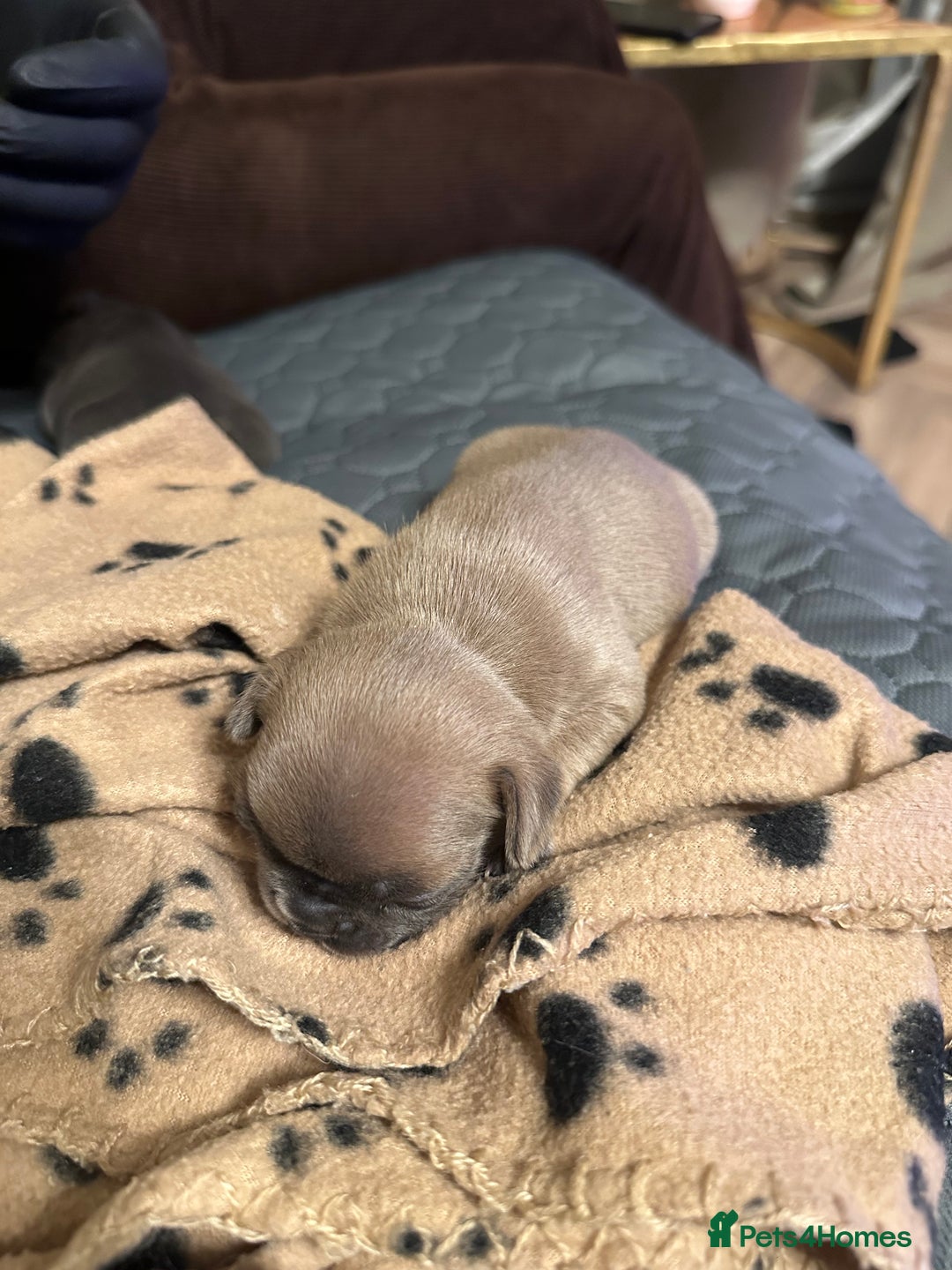 French Bulldog dogs for sale: Adorable French Bulldog Puppies in Barking - Image 13