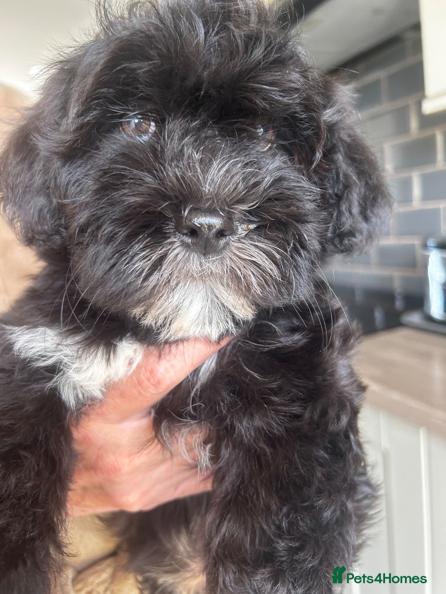 Havanese dogs 8 Exceptional colours KC reg Havanese puppies  - Advert 1