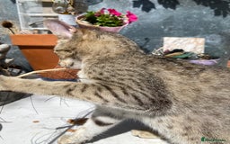 Savannah cats for sale: Pedigree F5 SBT SAVANNAH girl seeks forever home in Manchester - Image 15