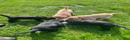 Labrador Retriever dogs for sale: Labrador puppies - Advert 1
