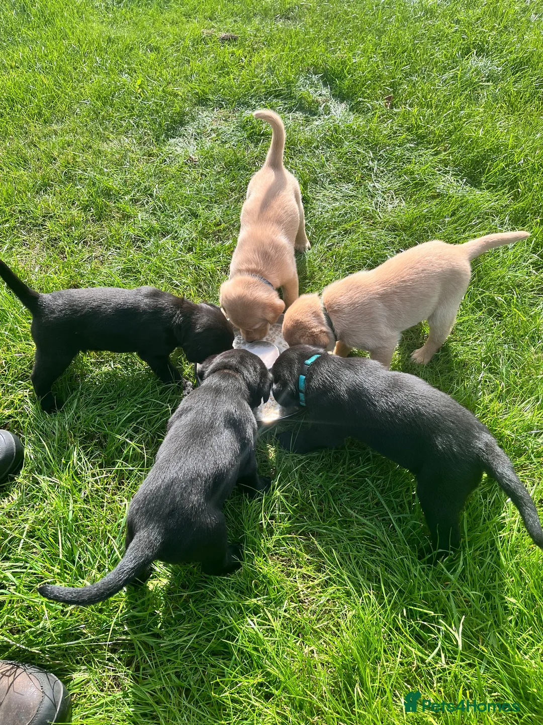 Labrador Retriever dogs for sale: Labrador puppies - Advert 1