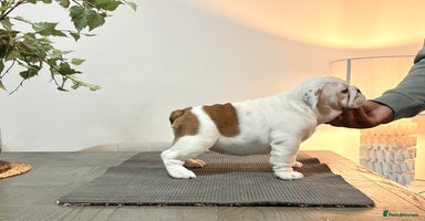 English Bulldog dogs Kc registered beautiful female  - Advert 14