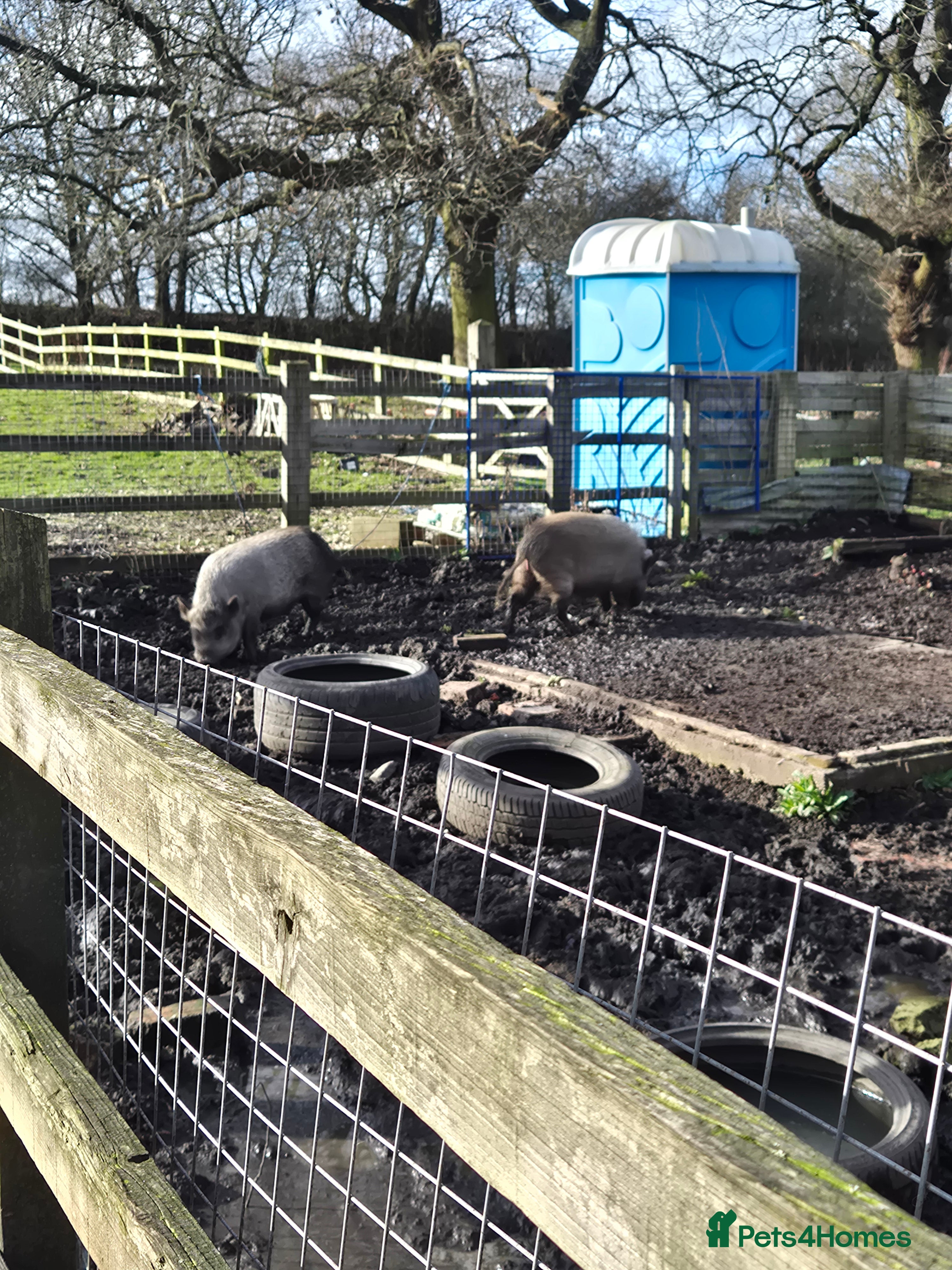 Pig livestock 2 x sows pigs - Advert 1