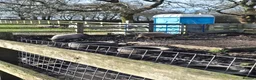 Pig livestock for sale: 2 x sows pigs - Advert 1