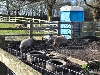 Pig livestock 2 x sows pigs - Advert 1