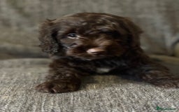 Cockapoo dogs for sale: Gorgeous cockapoo puppies  - Image 16