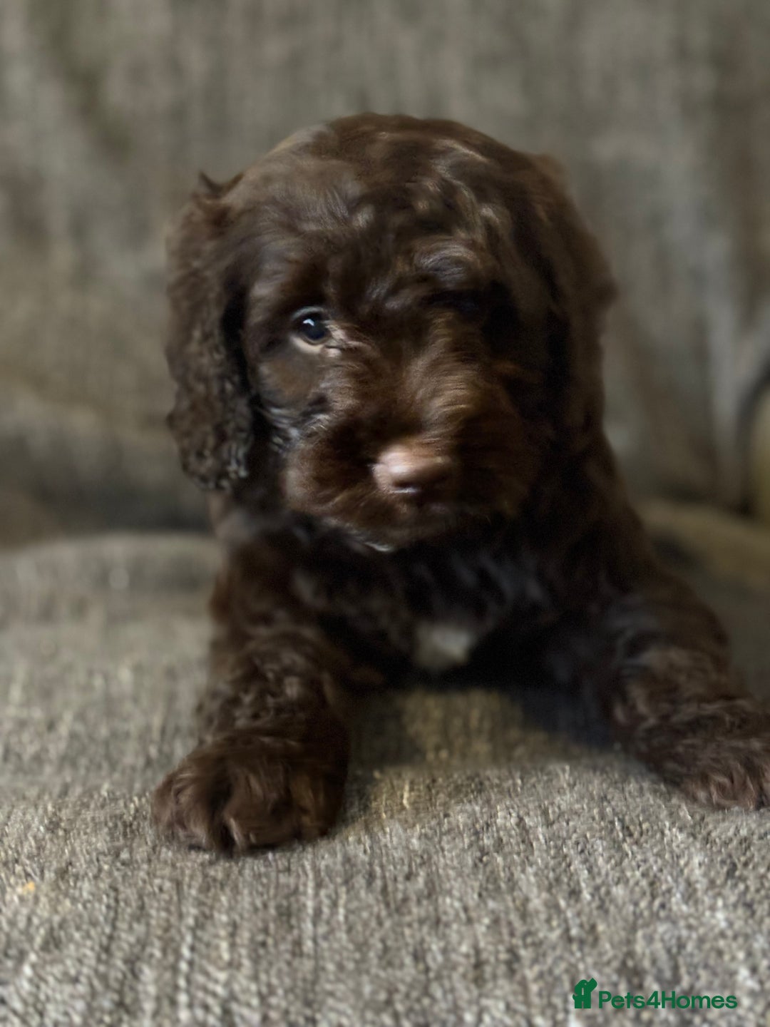 Cockapoo dogs for sale: Gorgeous cockapoo puppies  - Image 16