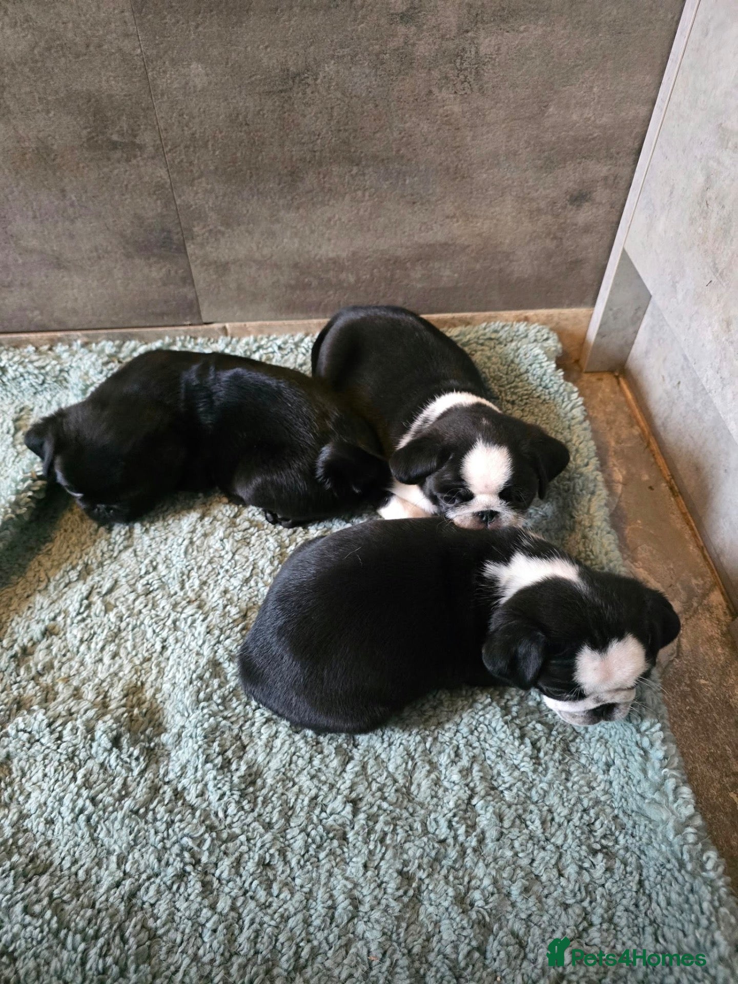 Pug dogs Beautifull pug puppies looking for a forever sofa - Advert 2