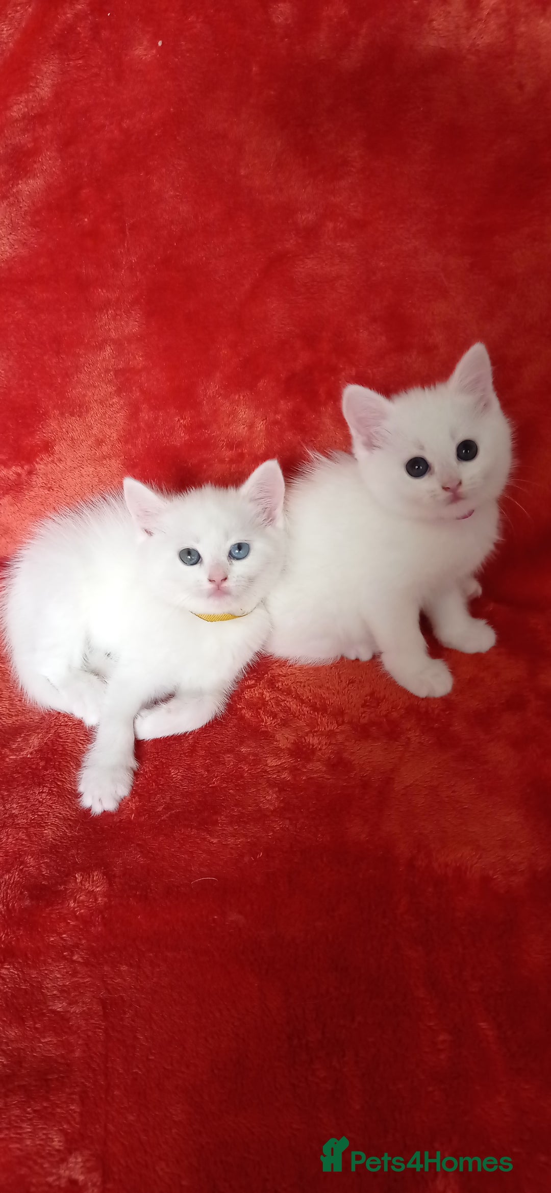 Mixed Breed cats for sale: British shorthair &Ragdoll mix - Advert 15