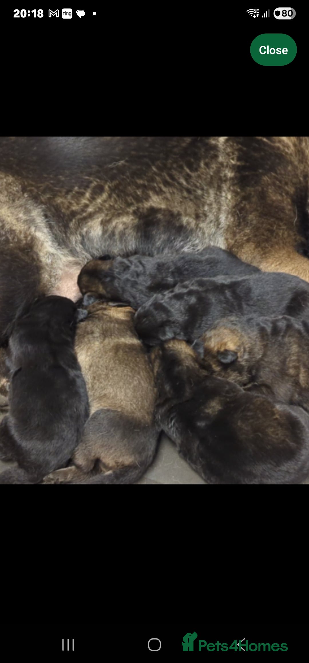 German Shepherd dogs for sale: German shepherd puppy - Image 9