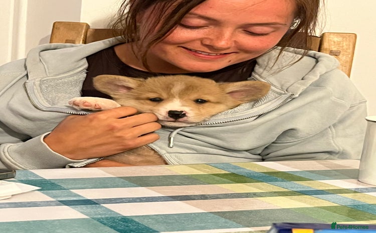 Welsh Corgi Pembroke dogs - Advert 1