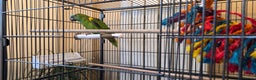 Parrots birds for sale: Yellow Headed Amazon Parrot   - Advert 5