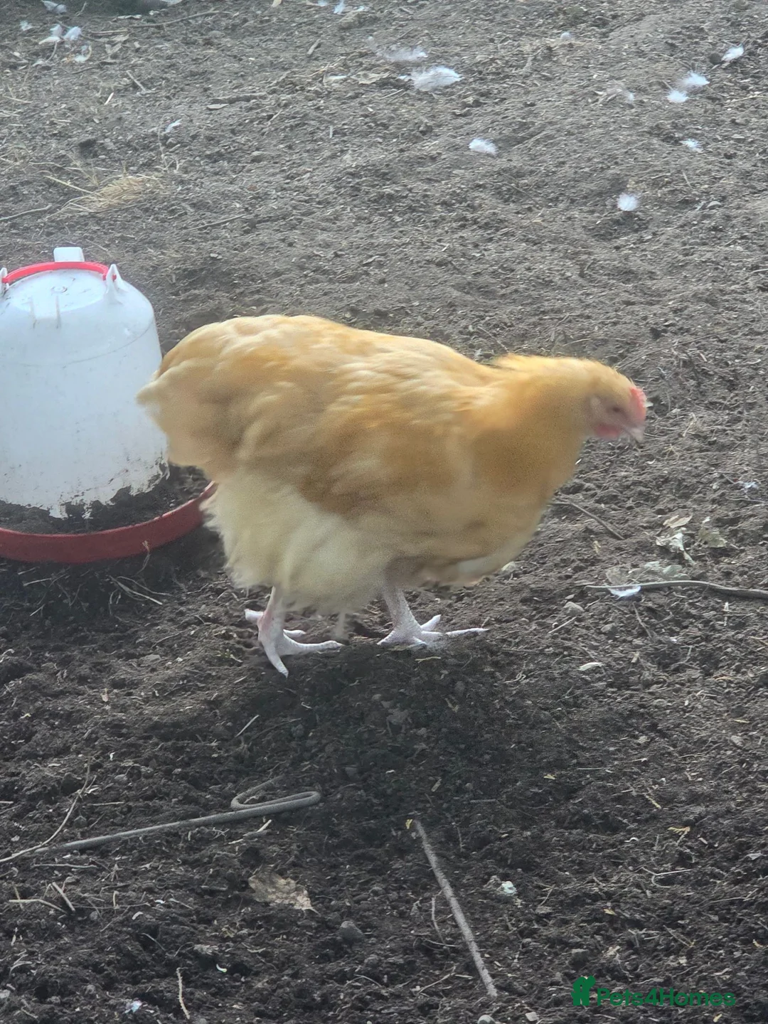 Chickens poultry for sale: Young buff oprington male - Advert 3
