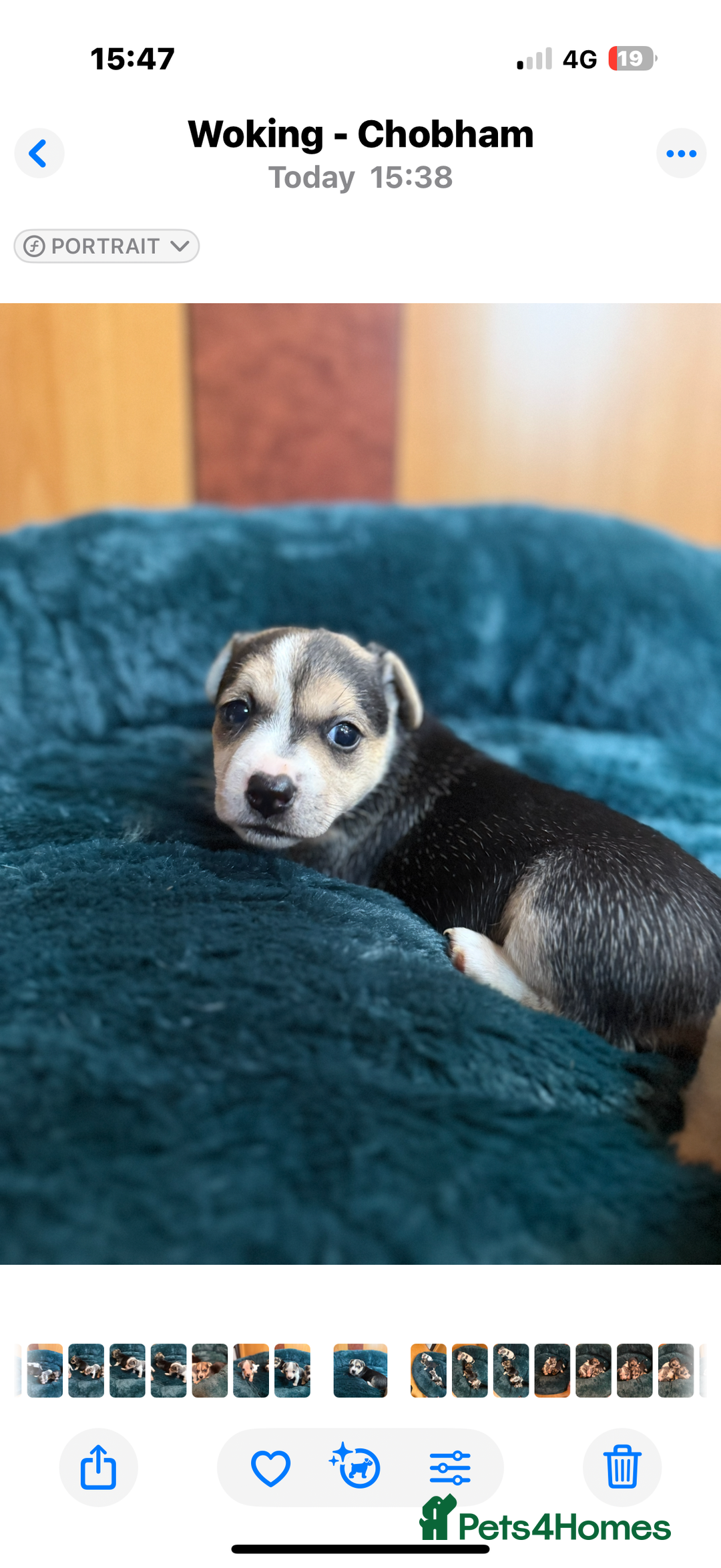 Jack Russell dogs for sale: Miniature jack Russell’s  - Advert 12