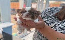 Shih Tzu dogs for sale: Doll face shih tzu tri colour puppy’s  - Image 10