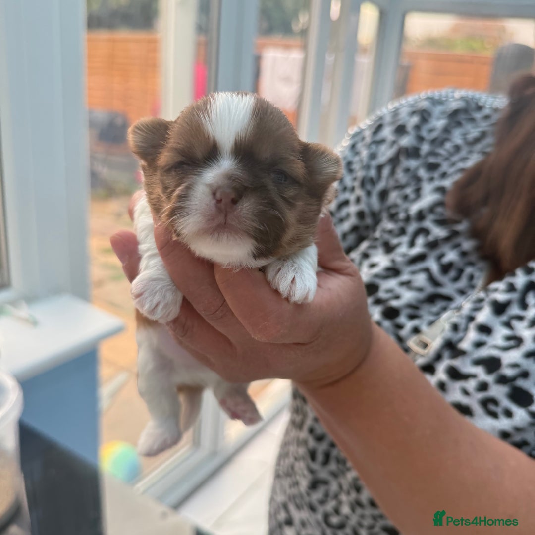 Shih Tzu dogs for sale: Doll face shih tzu tri colour puppy’s  - Image 10