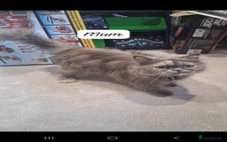 Persian cats for sale: STUNNING 2 Persian Femal Adorable Kittens! - Image 7