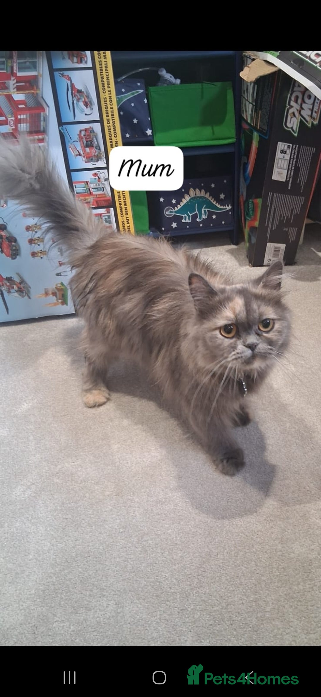 Persian cats for sale: STUNNING 2 Persian Femal Adorable Kittens! - Image 7