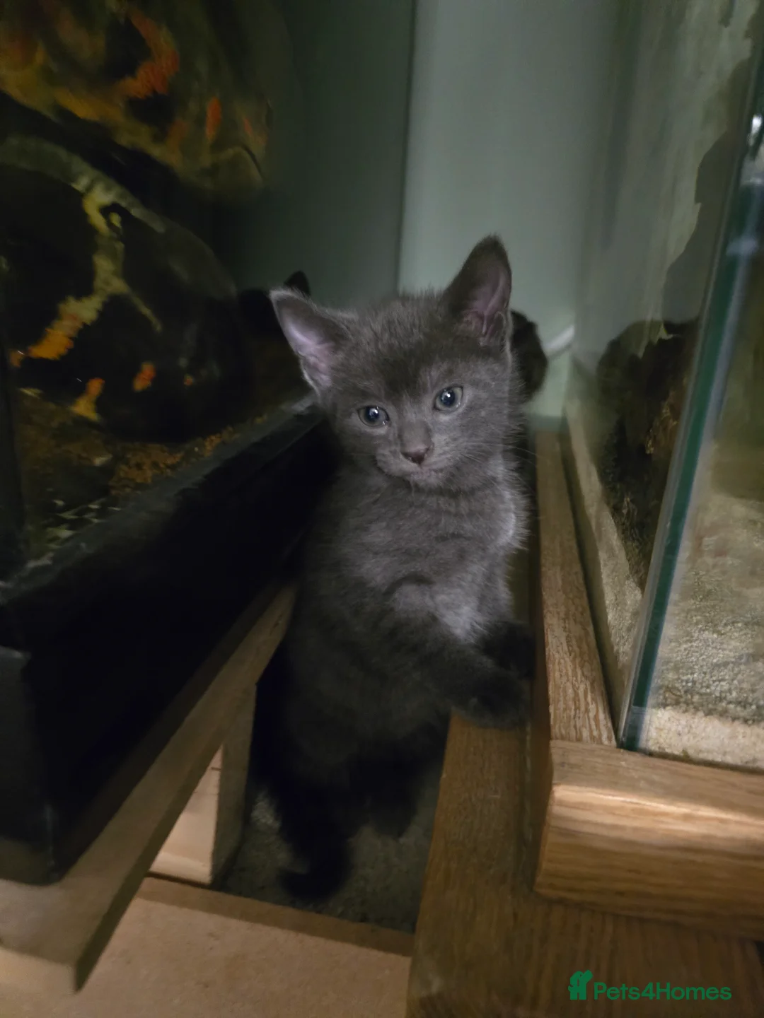 Mixed Breed cats for sale: british short haired mix. - Advert 2