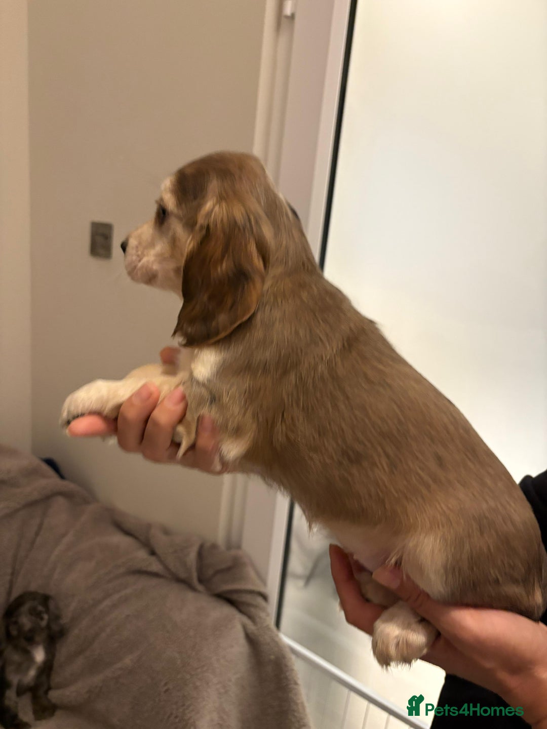 Cocker Spaniel dogs for sale: Show type KC and DNA health tested parents  - Advert 16