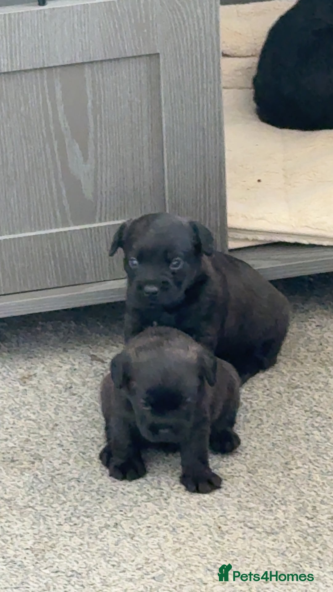 Mixed Breed dogs for sale: French Bulldog X Toy Poodle - Image 1