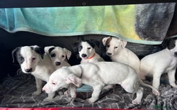 Mixed Breed dogs for sale: Lurcher x wiggy pups - Image 2