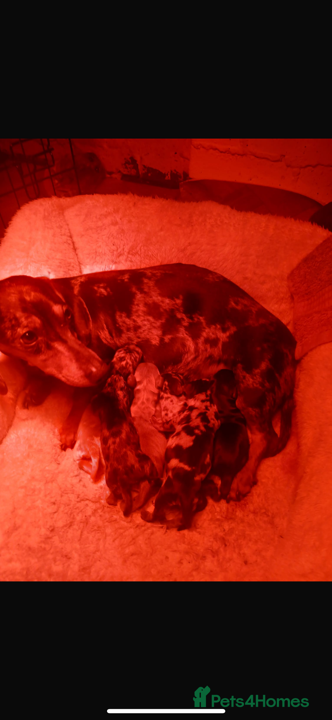 Dachshund dogs for sale: dogs  - Advert 4