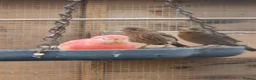 Finches birds for sale: Mexican House Finches - Advert 6