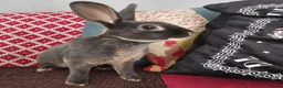 Rex rabbits for sale: 1 year old Rex Buck - Advert 1